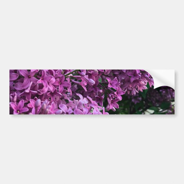 Lila Lillacke, rosa | romantisches rosa Foto Autoaufkleber (Vorne)