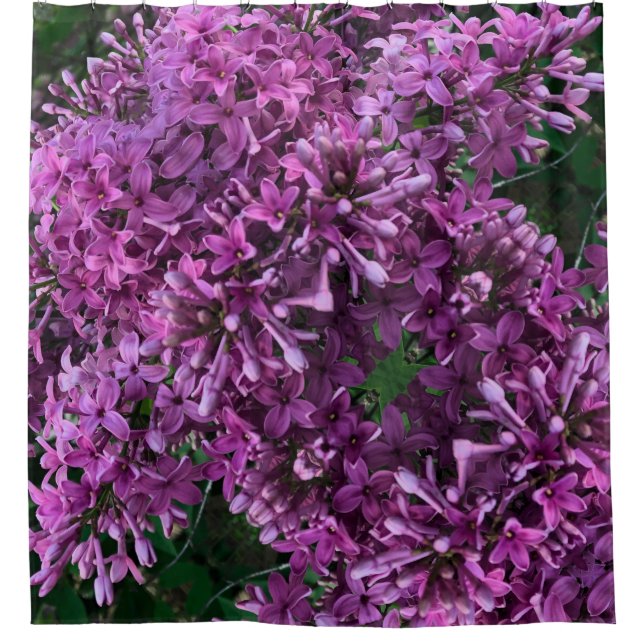 Lila Lillacke, rosa | romantisches rosa Foto Duschvorhang (Vorderseite)