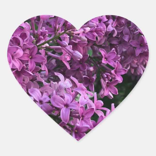 Lila Lillacke, rosa | romantisches rosa Foto Herz-Aufkleber (Vorderseite)