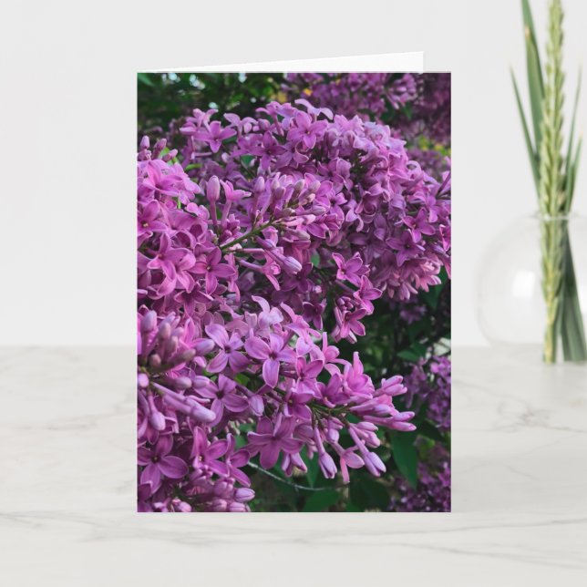 Lila Lillacke, rosa | romantisches rosa Foto Karte (Vorderseite)