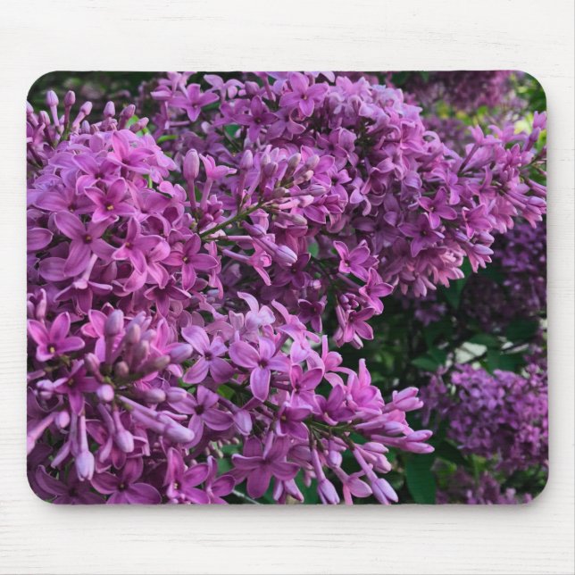 Lila Lillacke, rosa | romantisches rosa Foto Mousepad (Vorne)