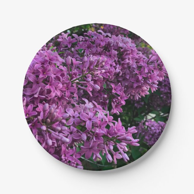 Lila Lillacke, rosa | romantisches rosa Foto Pappteller (Vorderseite)