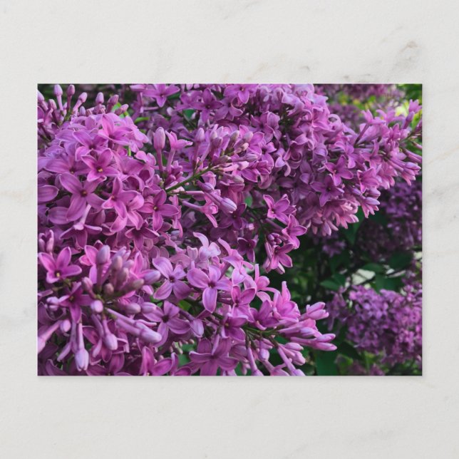 Lila Lillacke, rosa | romantisches rosa Foto Postkarte (Vorderseite)