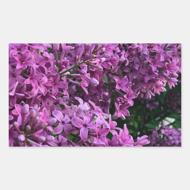Lila Lillacke, rosa | romantisches rosa Foto Rechteckiger Aufkleber (Vorderseite)