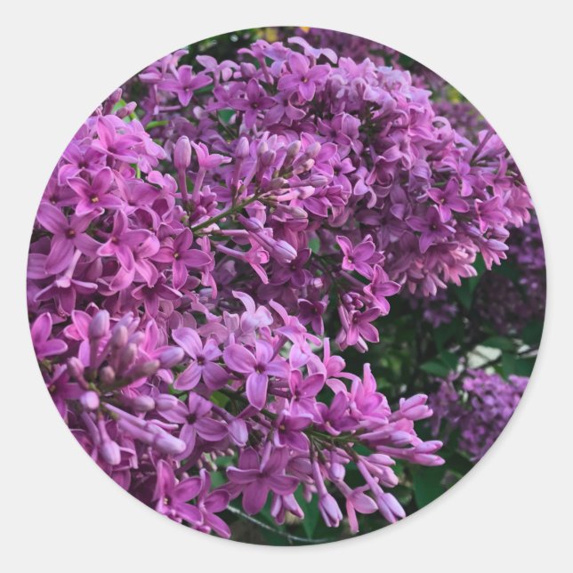 Lila Lillacke, rosa | romantisches rosa Foto Runder Aufkleber (Vorderseite)