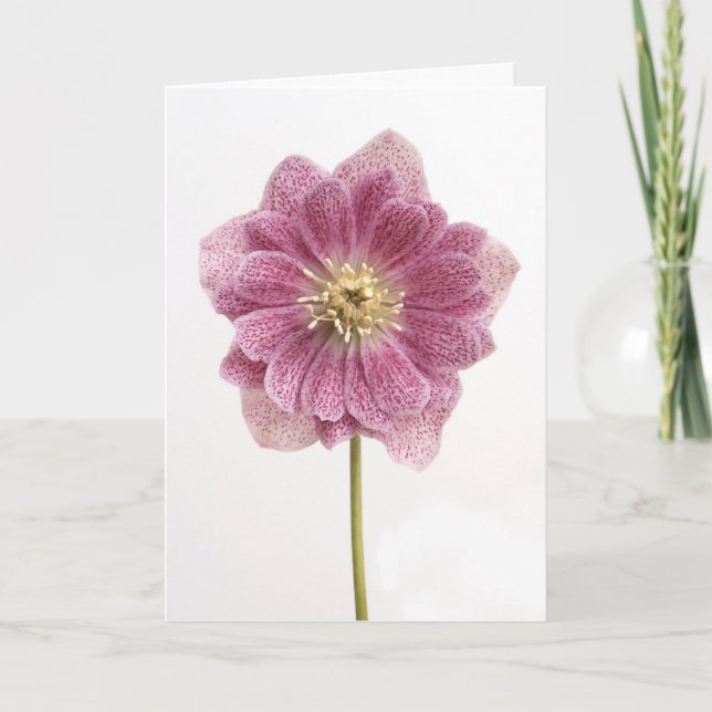 Lila Lily Blume Grußkarte Dankeskarte (Vorderseite)