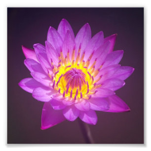 Lila Lotos-Blume Fotodruck