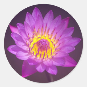 Lila Lotos-Blume Runder Aufkleber