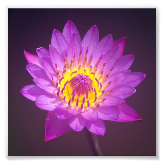 Lila Lotus-Blume Fotodruck (Vorne)