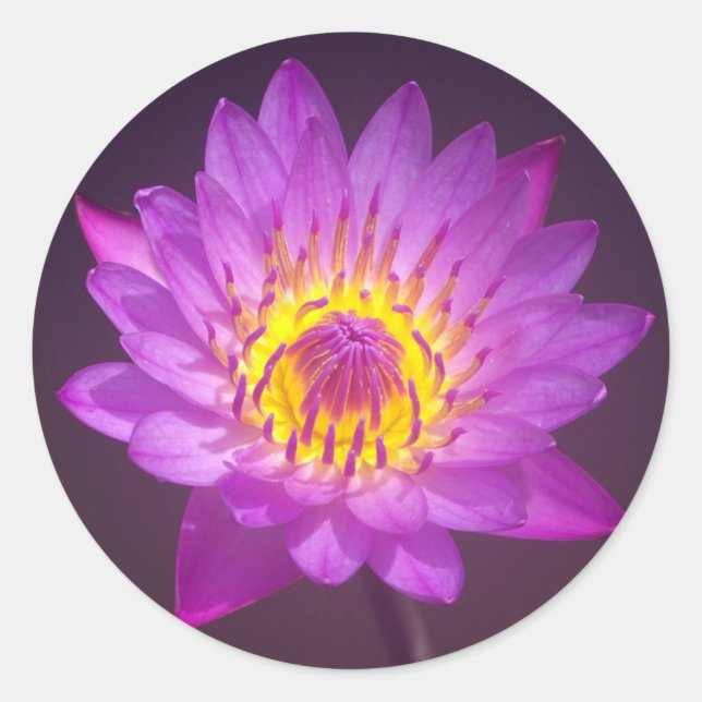 Lila Lotus-Blume Runder Aufkleber (Vorderseite)
