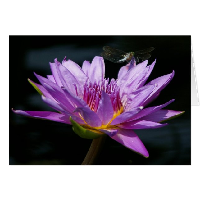 Lila Lotus Wasserlilie & Dragonfly-Karte (Vorderseite (Horizontal))