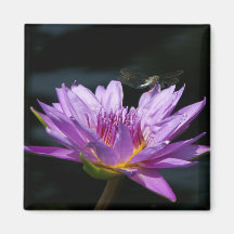 Lila Lotus-Wasserlilie-Dragonfly-Magnet