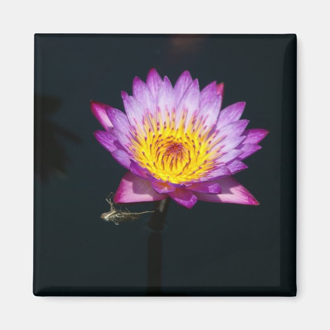 Lila Lotus-Wasserlilie-Dragonfly-Nymph-Magnet Magnet (Vorne)