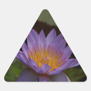 Lila Lotus-Wasserlilie Dreieckiger Aufkleber