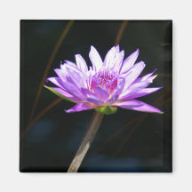 Lila Lotus-Wasserlilie-Magnet