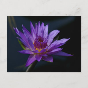 Lila Lotus-Wasserlilie Postkarte