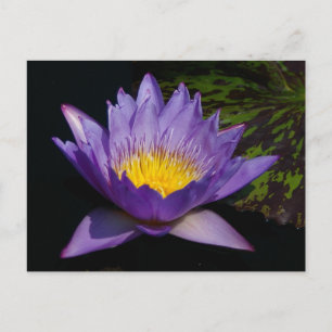 Lila Lotus-Wasserlilie Postkarte