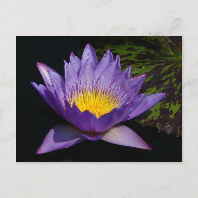 Lila Lotus-Wasserlilie Postkarte (Vorderseite)