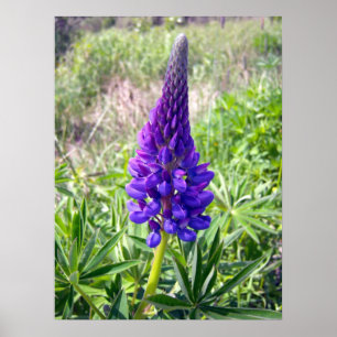 Lila Lupine 1 Plakat