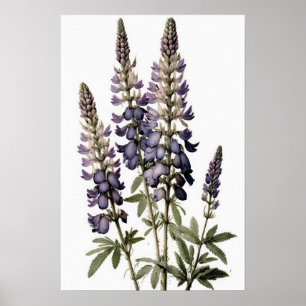 Lila Lupine Blume Art Print Poster