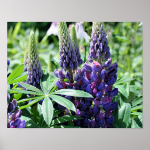 Lila Lupine-Blume Poster