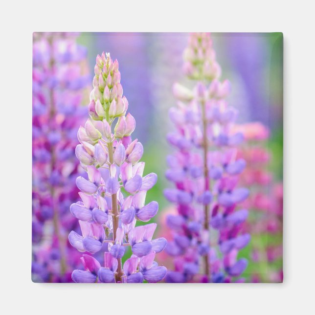 Lila Lupine-Blumen-Magnet Magnet (Vorne)