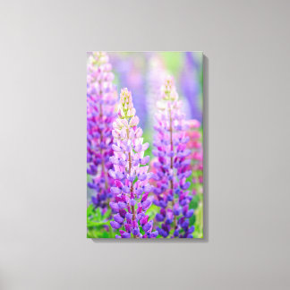 Lila Lupine eingewickelte Leinwand
