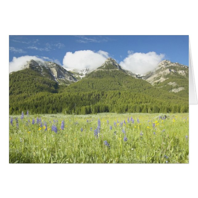 Lila Lupine und Gebirge (Vorderseite (Horizontal))
