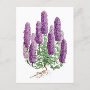 Lila Lupine Vintag Botanische Postkarte