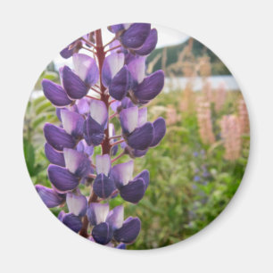 Lila Lupinen Magnet