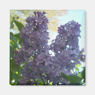 Lila Magnet der Flieder-8
