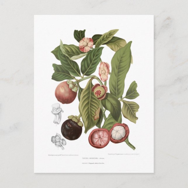 Lila Mangostanen Postkarte (Vorderseite)