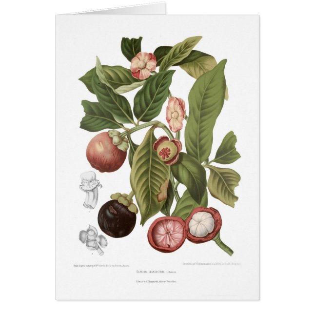 Lila Mangostanfrucht (Vorne)