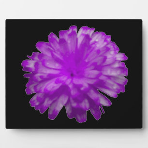 Lila Marigold Plaque Fotoplatte
