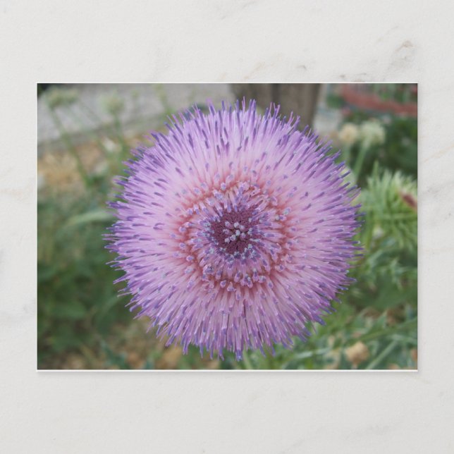 Lila Milchdistel Postkarte (Vorderseite)