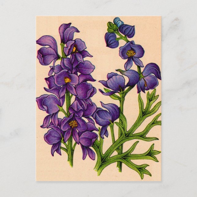 lila Monkshoods Postkarte (Vorderseite)