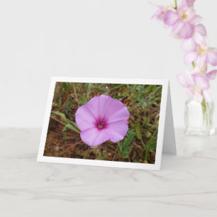 Lila Morgenruhm, engstirnige, bindende Wildblume Karte
