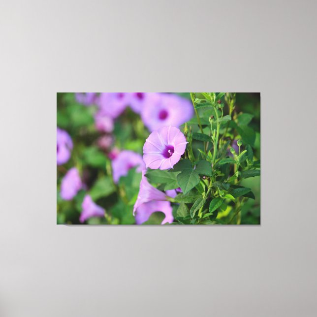 Lila Morning Glory Leinwanddruck (Vorderseite)