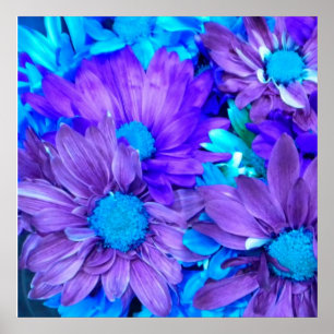 Lila N Türkise Daisies Poster