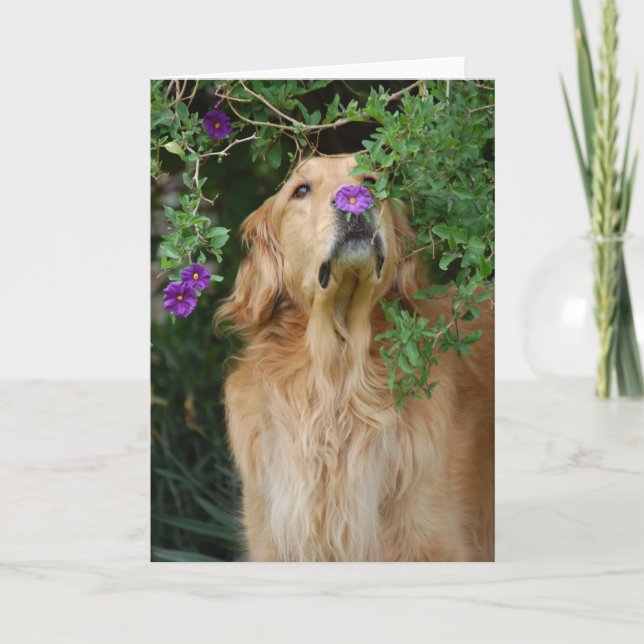 Lila Nase Karte (Vorderseite)