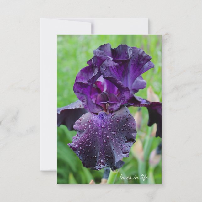 Lila, nass Iris Mitteilungskarte (Vorderseite)