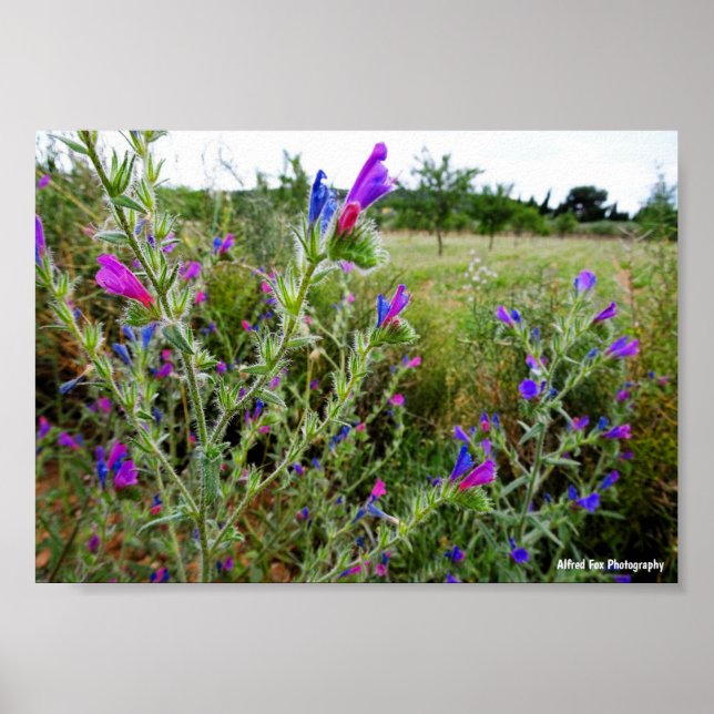 Lila Natternkopf, Echium Plant Poster (Vorne)