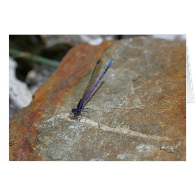Lila Naturfotografie-Karte (Vorderseite (Horizontal))