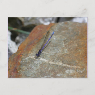 Lila Naturfotografie Postkarte