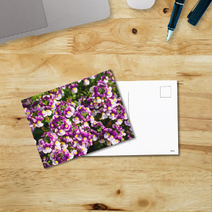 Lila Nemesia Blume Postkarte