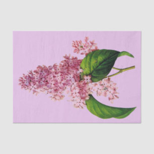 Lila Niederlassung botanisches 10" X 15" Seidenpapier