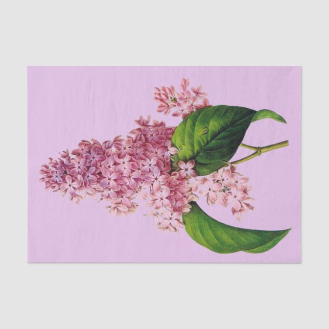 Lila Niederlassung botanisches 10" X 15" Seidenpapier (Vorderseite)