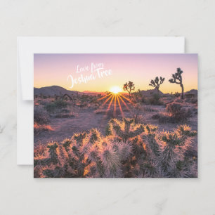 Lila & Orange Cholla Cactus Joshua Tree Sunset Postkarte