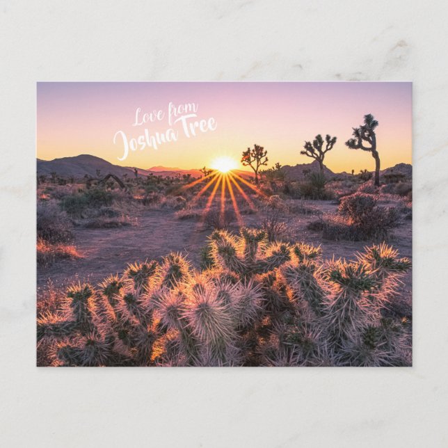 Lila & Orange Cholla Cactus Joshua Tree Sunset Postkarte (Vorderseite)