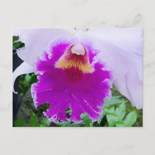 Lila Orchid Bloom Postkarte (Vorderseite)